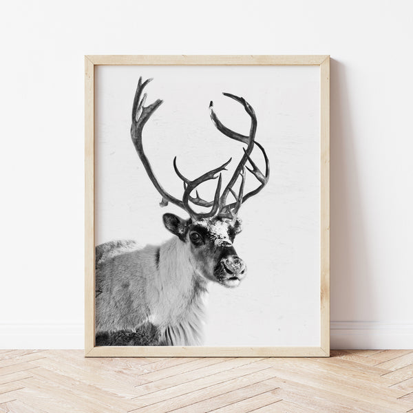 Reindeer Wall Art | Blitzen Reindeer Print | Ollie + Hank
