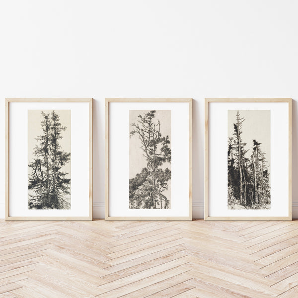 Rustic Wall Art | Vintage Tree Illustration | Ollie + Hank