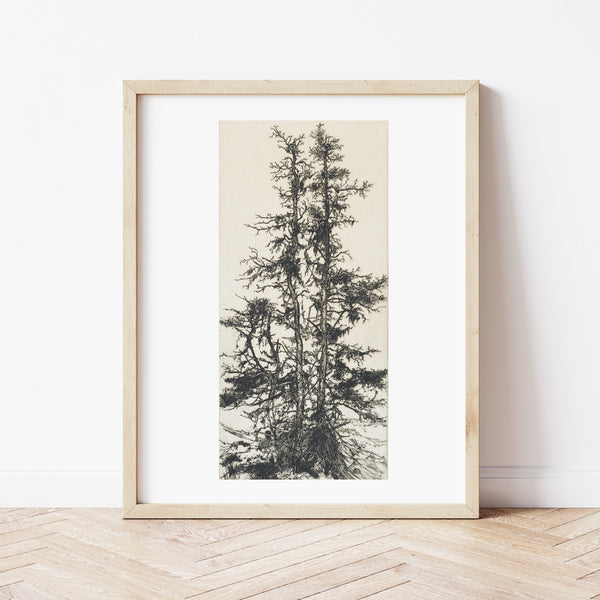 Rustic Wall Art | Vintage Tree Illustration | Ollie + Hank