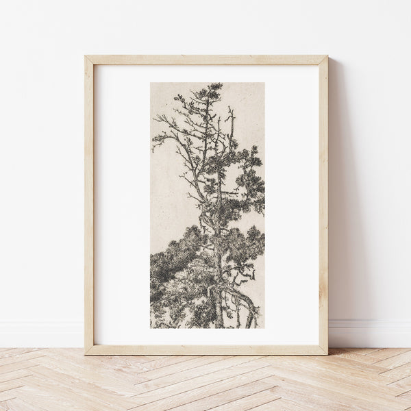Rustic Wall Art | Vintage Tree Illustration | Ollie + Hank