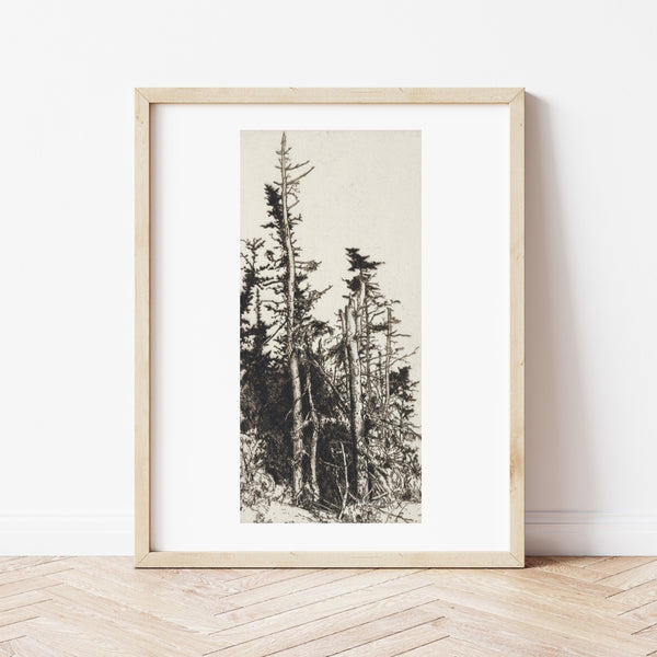 Rustic Wall Art | Vintage Tree Illustration | Ollie + Hank