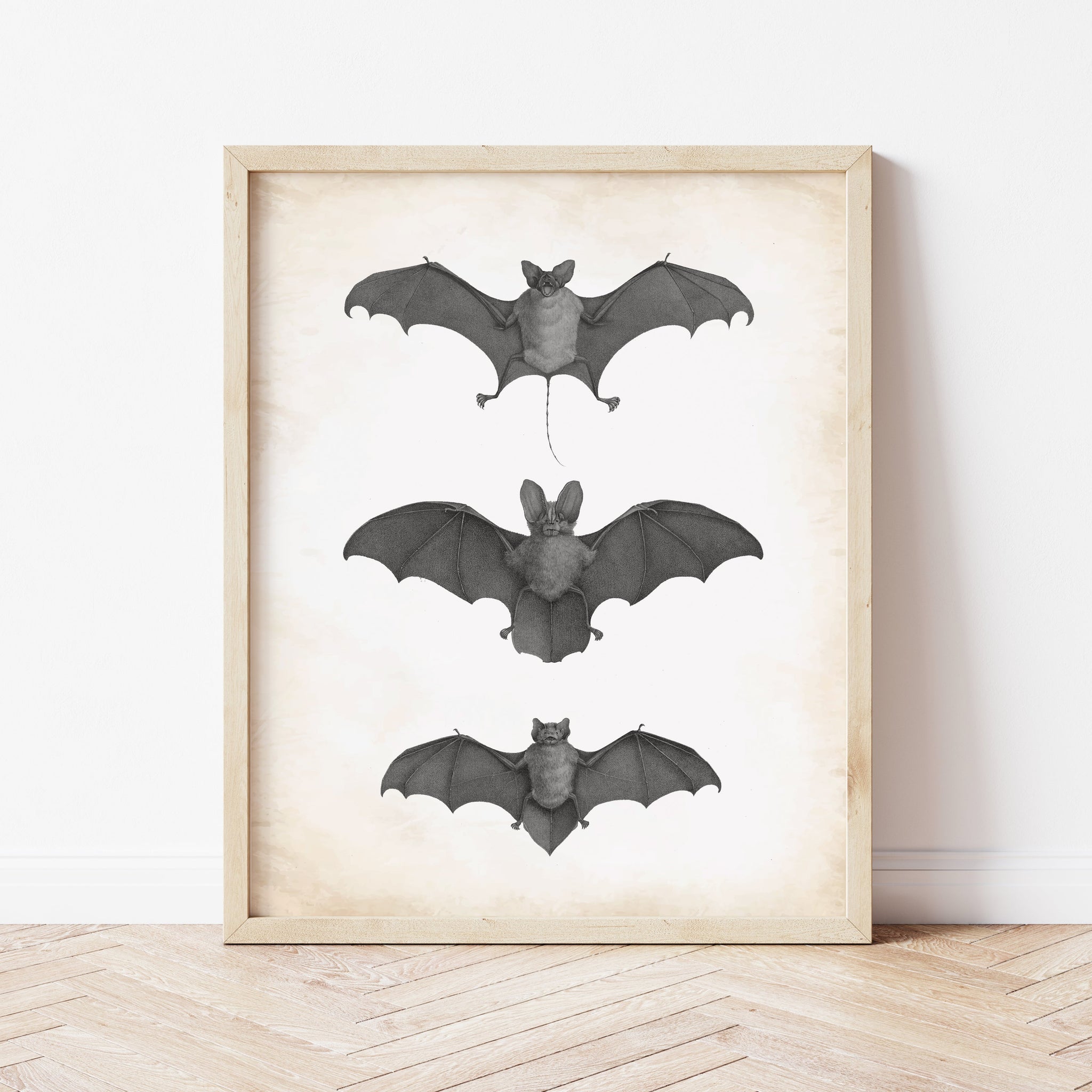 Goth Wall Art | Vintage Bat Illustration | Ollie + Hank