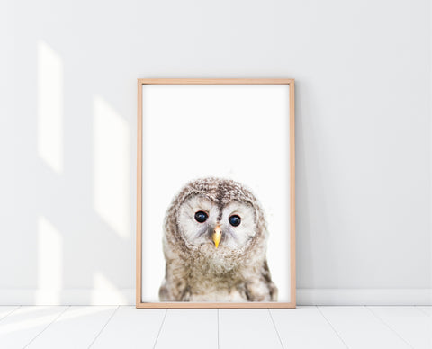 Owl Nursery Decor | PeekABoo Owl Print | Ollie + Hank